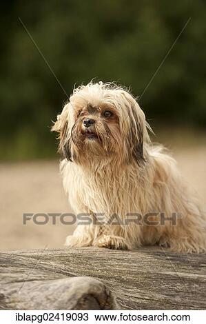 Bolonka Zwetna or Coloured Lapdog sitting on a tree trunk View Large Photo Image Stock Image - Bolonka Zwetna or Coloured Lapdog sitting on a tree trunk. Fotosearch