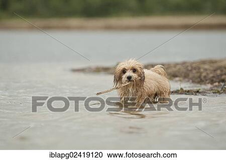 Bolonka Zwetna or Coloured Lapdog retrieving a stick out of the water View Large Photo Image Stock Image - Bolonka Zwetna or Coloured Lapdog retrieving a stick out of the water. Fotosearch