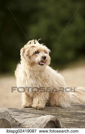 Bolonka Zwetna or Coloured Lapdog sitting on a tree trunk View Large Photo Image Stock Photo - Bolonka Zwetna or Coloured Lapdog sitting on a tree trunk. Fotosearch