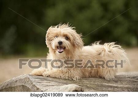Bolonka Zwetna or Coloured Lapdog sitting on a tree trunk View Large Photo Image Stock Photo - Bolonka Zwetna or Coloured Lapdog sitting on a tree trunk. Fotosearch