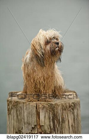 Stock Photo - Bolonka Zwetna or Coloured Lapdog sitting on a tree trunk. Fotosearch