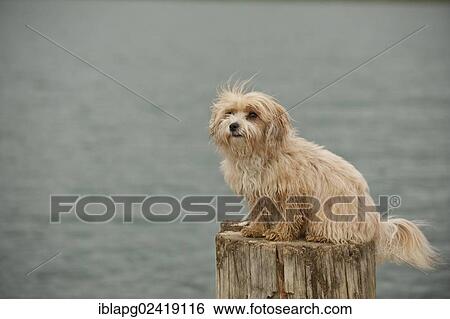 Bolonka Zwetna or Coloured Lapdog sitting on a tree trunk View Large Photo Image Stock Photograph - Bolonka Zwetna or Coloured Lapdog sitting on a tree trunk. Fotosearch
