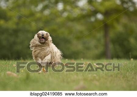 Bolonka Zwetna or Coloured Lapdog running across a meadow View Large Photo Image Stock Photography - Bolonka Zwetna or Coloured Lapdog running across a meadow. Fotosearch