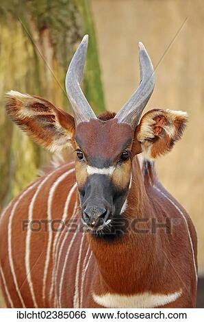 Stock Photograph - "Bongo or Bongo Antelope (Tragelaphus eurycerus, Taurotragus euryceros, Tragelaphus euryceros), native to Africa, in captivity, Germany, Europe". Fotosearch