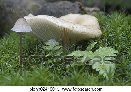 Bonnet (Mycena sp. ) and Common Ladyfern (Athyrium filix-femina), Tinner Loh, Haren, Emsland, Lower Saxony, Germany, Europe View Large Photo Image Stock Photography - Bonnet (Mycena sp. ) and Common Ladyfern (Athyrium filix-femina), Tinner Loh, Haren, Emsland, Lower Saxony, Germany, Europe. Fotosearch
