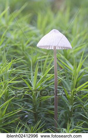 Bonnet (Mycena sp. ), Tinner Loh, Haren, Emsland, Lower Saxony, Germany, Europe View Large Photo Image Stock Photograph - Bonnet (Mycena sp. ), Tinner Loh, Haren, Emsland, Lower Saxony, Germany, Europe. Fotosearch