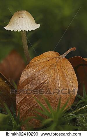 "Bonnets (Mycena sp. ), Bad Hersfeld, Hesse, Germany, Europe" View Large Photo Image Stock Image - "Bonnets (Mycena sp. ), Bad Hersfeld, Hesse, Germany, Europe". Fotosearch