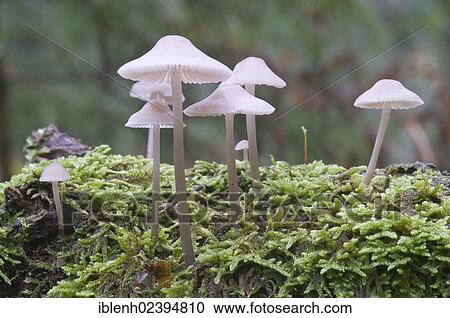 "Bonnets (Mycena sp. ), Tinner Loh, Haren, Emsland region, Lower Saxony, Germany, Europe" View Large Photo Image Stock Image - "Bonnets (Mycena sp. ), Tinner Loh, Haren, Emsland region, Lower Saxony, Germany, Europe". Fotosearch