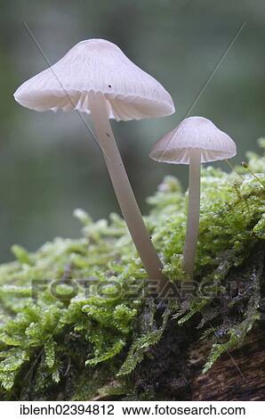 "Bonnets (Mycena sp. ), Tinner Loh, Haren, Emsland region, Lower Saxony, Germany, Europe" View Large Photo Image Stock Image - "Bonnets (Mycena sp. ), Tinner Loh, Haren, Emsland region, Lower Saxony, Germany, Europe". Fotosearch