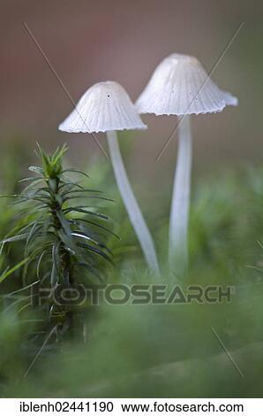 "Bonnets (Mycena sp. ), Tinner Loh, Haren, Emsland, Lower Saxony, Germany, Europe" View Large Photo Image Stock Image - "Bonnets (Mycena sp. ), Tinner Loh, Haren, Emsland, Lower Saxony, Germany, Europe". Fotosearch