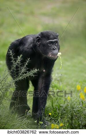 Stock Image - "Bonobo (Pan paniscus), native to Africa, captive, Germany, Europe". Fotosearch