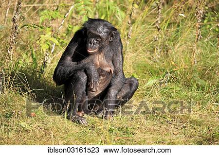 Stock Image - "Bonobo (Pan paniscus), native to Africa, female, adult, captive, Apeldoorn, Gelderland, The Netherlands, Europe". Fotosearch