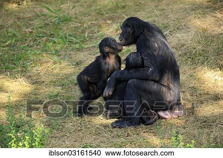 "Bonobo (Pan paniscus), native to Africa, female and young, social behaviour, captive, Apeldoorn, Gelderland, The Netherlands, Europe" View Large Photo Image Stock Image - "Bonobo (Pan paniscus), native to Africa, female and young, social behaviour, captive, Apeldoorn, Gelderland, The Netherlands, Europe". Fotosearch