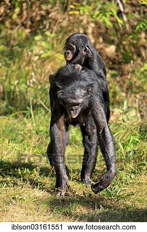Stock Image - "Bonobo (Pan paniscus), native to Africa, female and young, captive, Apeldoorn, Gelderland, The Netherlands, Europe". Fotosearch