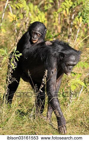 Stock Image - "Bonobo (Pan paniscus), native to Africa, female and young, captive, Apeldoorn, Gelderland, The Netherlands, Europe". Fotosearch