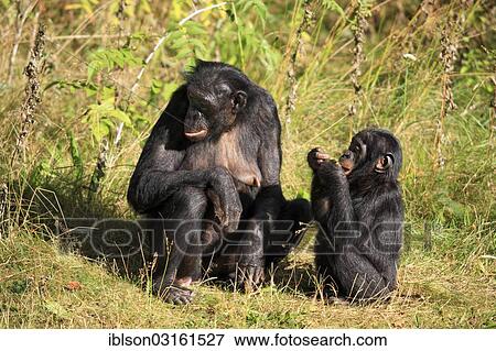 "Bonobo (Pan paniscus), native to Africa, female and young, captive, Apeldoorn, Gelderland, The Netherlands, Europe" View Large Photo Image Stock Photo - "Bonobo (Pan paniscus), native to Africa, female and young, captive, Apeldoorn, Gelderland, The Netherlands, Europe". Fotosearch