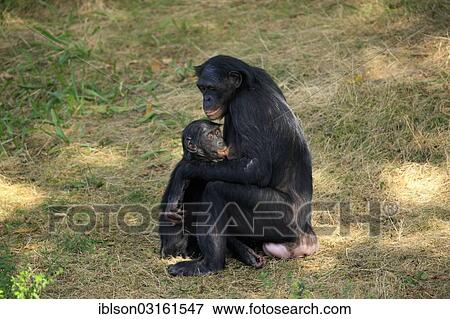 "Bonobo (Pan paniscus), native to Africa, female and young, suckling, captive, Apeldoorn, Gelderland, The Netherlands, Europe" View Large Photo Image Stock Photo - "Bonobo (Pan paniscus), native to Africa, female and young, suckling, captive, Apeldoorn, Gelderland, The Netherlands, Europe". Fotosearch