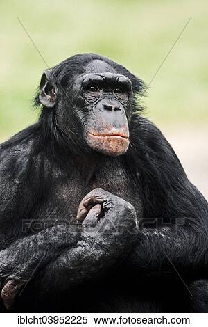 Stock Photography - "Bonobo (Pan paniscus), native to Africa, captive, Germany, Europe". Fotosearch