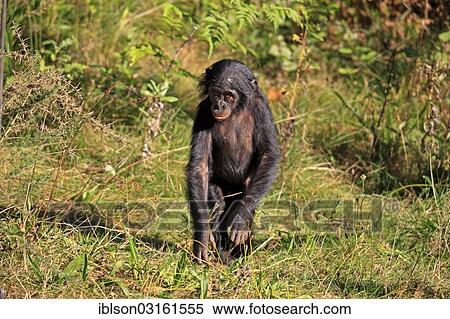 "Bonobo (Pan paniscus), native to Africa, young, captive, Apeldoorn, Gelderland, The Netherlands, Europe" View Large Photo Image Stock Photography - "Bonobo (Pan paniscus), native to Africa, young, captive, Apeldoorn, Gelderland, The Netherlands, Europe". Fotosearch