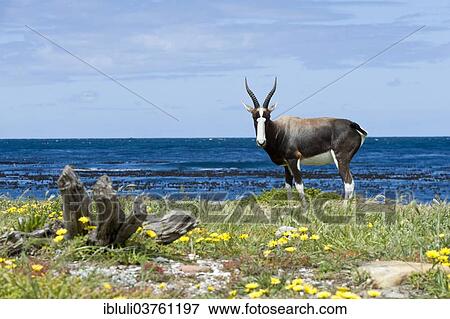 "Bontebok (Damaliscus pygargus pygargus), Cape of Good Hope Nature Reserve, Western Cape, South Africa, Africa" View Large Photo Image Stock Photo - "Bontebok (Damaliscus pygargus pygargus), Cape of Good Hope Nature Reserve, Western Cape, South Africa, Africa". Fotosearch