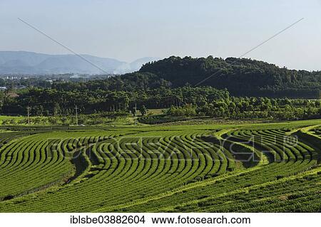 "Boon Rawd Farm, Singha Park, tea plantations, tea gardens, Chiang Rai, Chiang Rai Province, Northern Thailand, Thailand, Asia" View Large Photo Image Picture - "Boon Rawd Farm, Singha Park, tea plantations, tea gardens, Chiang Rai, Chiang Rai Province, Northern Thailand, Thailand, Asia". Fotosearch