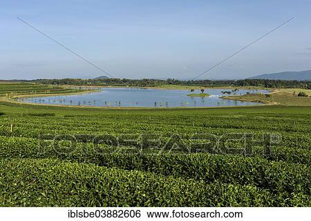 Stock Photograph - "Boon Rawd Farm, Singha Park, tea plantations with a lake, tea gardens, Chiang Rai, Chiang Rai Province, Northern Thailand, Thailand, Asia". Fotosearch