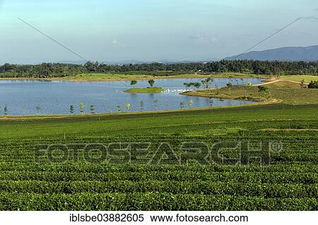 "Boon Rawd Farm, Singha Park, tea plantations with a lake, tea gardens, Chiang Rai, Chiang Rai Province, Northern Thailand, Thailand, Asia" View Large Photo Image Stock Photography - "Boon Rawd Farm, Singha Park, tea plantations with a lake, tea gardens, Chiang Rai, Chiang Rai Province, Northern Thailand, Thailand, Asia". Fotosearch