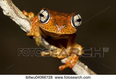 Stock Photo - "Boophis Pyrrhus Frog (Boophis pyrrhus) in the rainforest of Andasibe, eastern Madagascar, Madagascar, Africa". Fotosearch