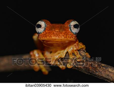 Stock Image - "Boophis pyrrhus Madagascar frog, Andasibe, Madagascar, Africa". Fotosearch