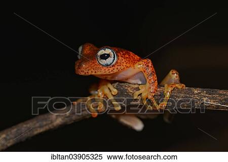"Boophis pyrrhus, nocturnal tree frog, Andasibe, Madagascar, Africa" View Large Photo Image Stock Photography - "Boophis pyrrhus, nocturnal tree frog, Andasibe, Madagascar, Africa". Fotosearch