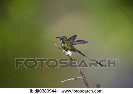 "Booted Racket-tail (Ocreatus underwoodii), Tandayapa, Ecuador, South America" View Large Photo Image Stock Image - "Booted Racket-tail (Ocreatus underwoodii), Tandayapa, Ecuador, South America". Fotosearch
