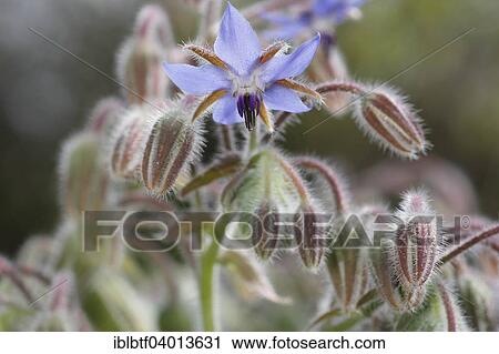 Stock Image - Borage (Borago officinalis) flower and buds. Fotosearch