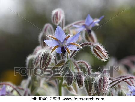 Stock Photo - Borage (Borago officinalis) flower and buds. Fotosearch