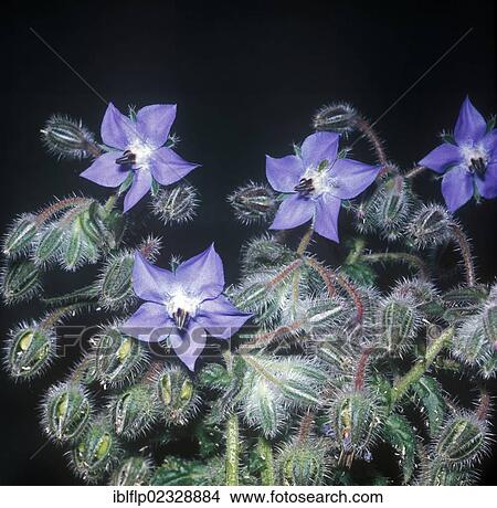 "Borage (Borago officinialis), close-up of plant in flower" View Large Photo Image Picture - "Borage (Borago officinialis), close-up of plant in flower". Fotosearch