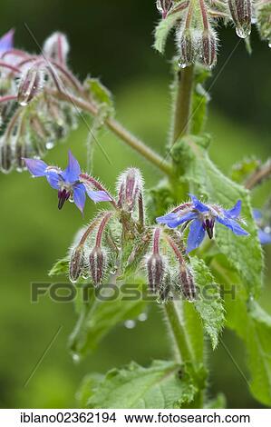 Picture - "Borage or Starflower (Borago officinalis), Schwaz, Tyrol, Austria, Europe". Fotosearch