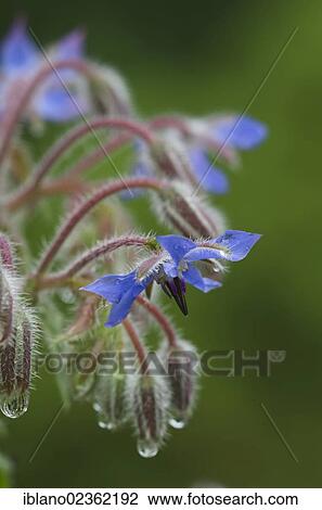 Stock Image - "Borage or Starflower (Borago officinalis), Schwaz, Tyrol, Austria, Europe". Fotosearch
