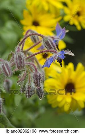 "Borage or Starflower (Borago officinalis), Schwaz, Tyrol, Austria, Europe" View Large Photo Image Stock Photo - "Borage or Starflower (Borago officinalis), Schwaz, Tyrol, Austria, Europe". Fotosearch