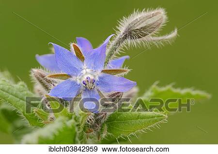 Stock Photo - "Borage or Starflower (Borago officinalis), flower, North Rhine-Westphalia, Germany, Europe". Fotosearch