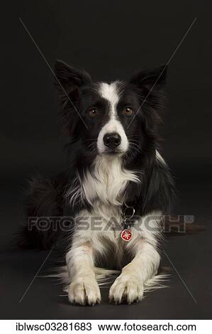 "Border Collie, against black, Germany, Europe" View Large Photo Image Stock Image - "Border Collie, against black, Germany, Europe". Fotosearch