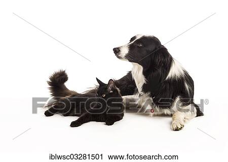 "Border Collie and a Maine Coon cat, Germany, Europe" View Large Photo Image Stock Image - "Border Collie and a Maine Coon cat, Germany, Europe". Fotosearch