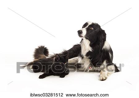 "Border Collie and a Maine Coon cat, Germany, Europe" View Large Photo Image Stock Image - "Border Collie and a Maine Coon cat, Germany, Europe". Fotosearch