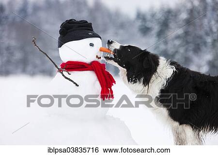"Border Collie, black and white, biting carrot nose of snowman, North Tyrol, Austria, Europe" View Large Photo Image Stock Photograph - "Border Collie, black and white, biting carrot nose of snowman, North Tyrol, Austria, Europe". Fotosearch