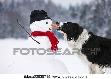 Stock Photography - "Border Collie, black and white, biting carrot nose of snowman, North Tyrol, Austria, Europe". Fotosearch