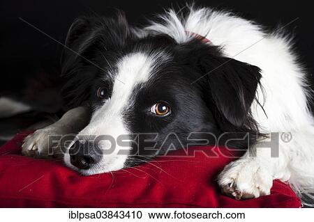 "Border Collie, black and white, lying on a red cushion" View Large Photo Image Stock Image - "Border Collie, black and white, lying on a red cushion". Fotosearch