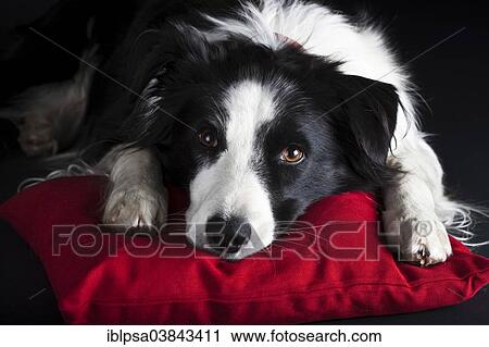 "Border Collie, black and white, lying on a red cushion" View Large Photo Image Stock Image - "Border Collie, black and white, lying on a red cushion". Fotosearch