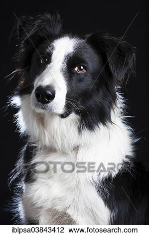 "Border Collie, black and white" View Large Photo Image Stock Image - "Border Collie, black and white". Fotosearch