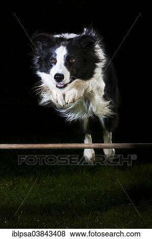 "Border Collie, black and white, jumping over an obstacle" View Large Photo Image Stock Photo - "Border Collie, black and white, jumping over an obstacle". Fotosearch