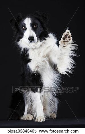 "Border Collie, black and white, waving with its paw" View Large Photo Image Stock Photography - "Border Collie, black and white, waving with its paw". Fotosearch