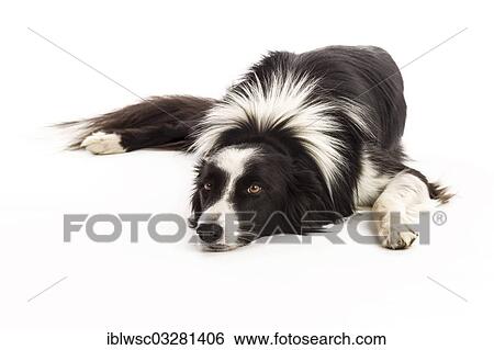 "Border Collie, Germany, Europe" View Large Photo Image Stock Photograph - "Border Collie, Germany, Europe". Fotosearch