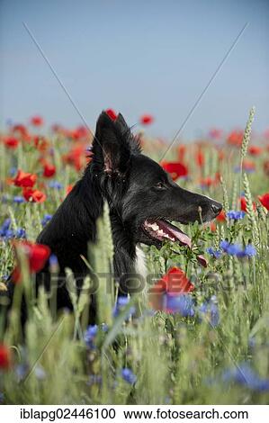 "Border Collie in a poppy field, portrait" View Large Photo Image Stock Image - "Border Collie in a poppy field, portrait". Fotosearch